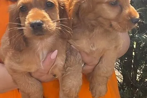 Szczeniaki Cocker Spaniel, Mazowieckie, Kobyłka