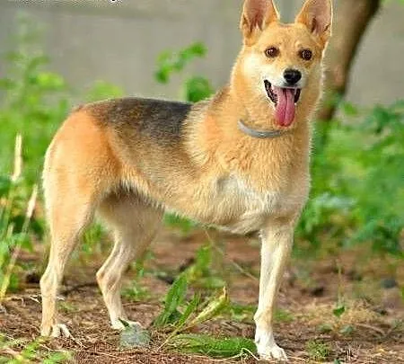 FABIA – 5-letnia, wesoła i kochana trójłapka; do adopcji, wielkopolskie Poznań, Wielkopolskie, Poznań