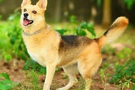 FABIA &#8211; 5-letnia, wesoła i kochana trójłapka; do adopcji,  wielkopolskie Poznań, Wielkopolskie, Poznań