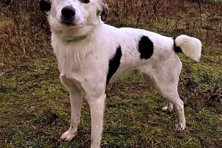 ŁACIO - kochany, łagodny psiak nie odnajduje się w schronisku, PILNA ADOPCJA,  łódzkie Łódź, Łódzkie, Łódź