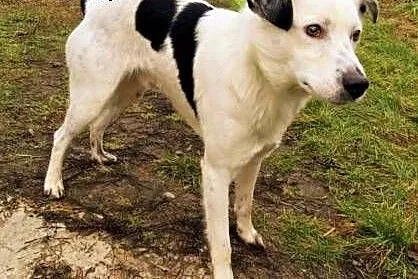 ŁACIO - kochany, łagodny psiak nie odnajduje się w schronisku, PILNA ADOPCJA,  łódzkie Łódź, Łódzkie, Łódź