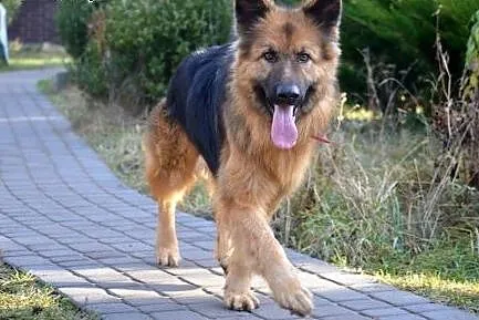 Piękny Tango szuka przyjaciela ,  mazowieckie Wars