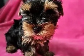 Suczka Yorkshire Terrier