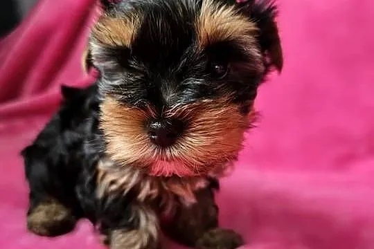Suczka Yorkshire Terrier