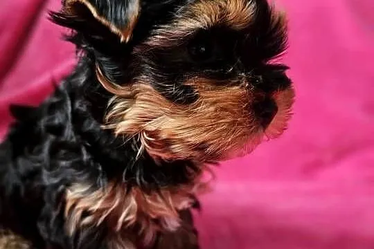 Suczka Yorkshire Terrier, Śląskie, Częstochowa