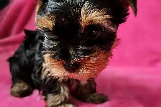 Suczka Yorkshire Terrier, Śląskie, Częstochowa