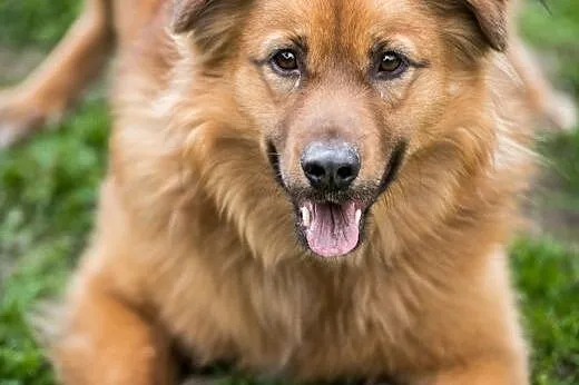 Nie lubisz nudy? Adoptuj Bursztyna!,  mazowieckie 
