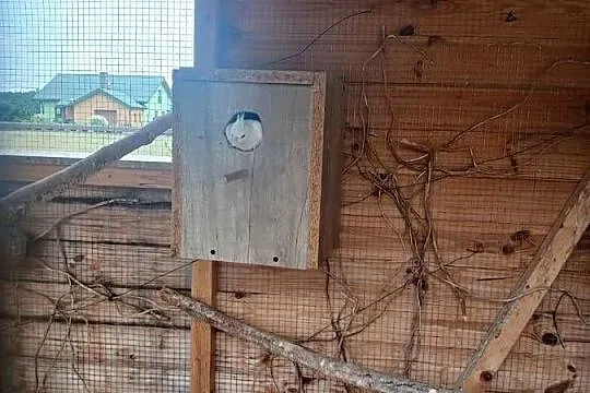 Duża woliera z papugami, Mazowieckie, Goździk