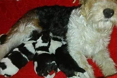 Foksteriery szorstkowłose tricolor po rodzicach po