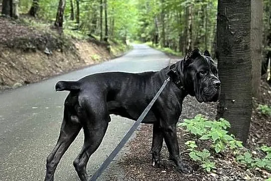 Piękna szara suczka Cane Corso ZKwP/FCI