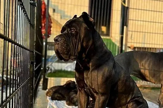 Piękna szara suczka Cane Corso ZKwP/FCI, Śląskie, Katowice