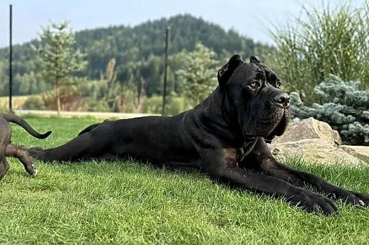 Piękna szara suczka Cane Corso ZKwP/FCI, Śląskie, Katowice