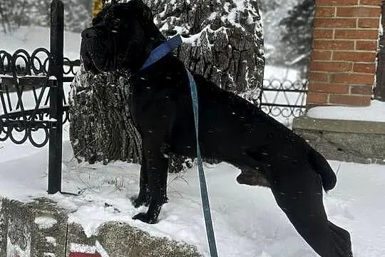 Piękna szara suczka Cane Corso ZKwP/FCI, Śląskie, Katowice