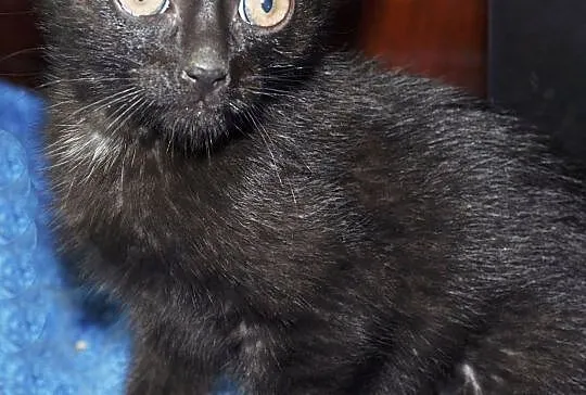 Małe kociaki do adopcji