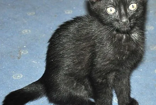 Małe kociaki do adopcji