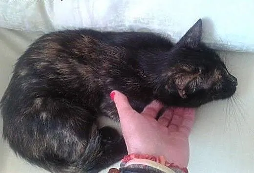 Szylkretka do adopcji., dolnośląskie Strzegom