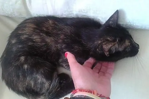Szylkretka do adopcji.,  dolnośląskie Strzegom