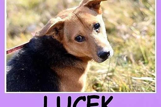 11 kg, łagodny, grzeczny, przyjacielski,łagodny psiak LUCEK.Adopcja.,  małopolskie Kraków