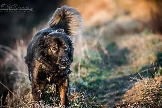 DARMA, piękna i zrównoważona, cudowna i łagodna DU