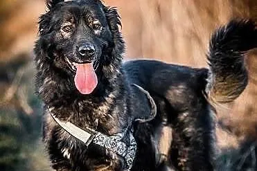 DARMA, piękna i zrównoważona, cudowna i łagodna DU