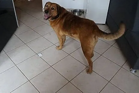 LEJLA energiczna, śliczna do adopcji,  śląskie Gli