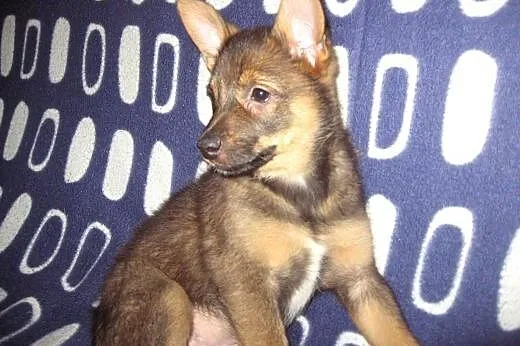 MYSZKA-malutka sunia,przyjacielska,adopcja!!,  świętokrzyskie Kielce