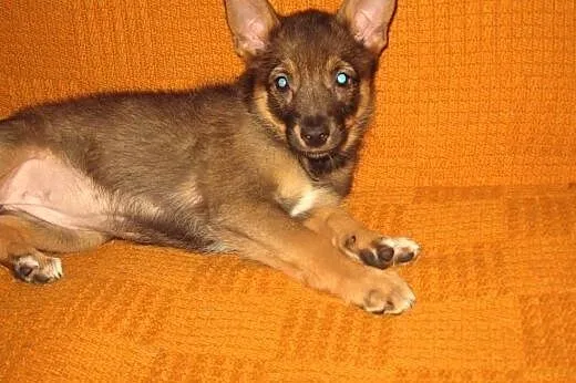 MYSZKA-malutka sunia,przyjacielska,adopcja!!,  świ
