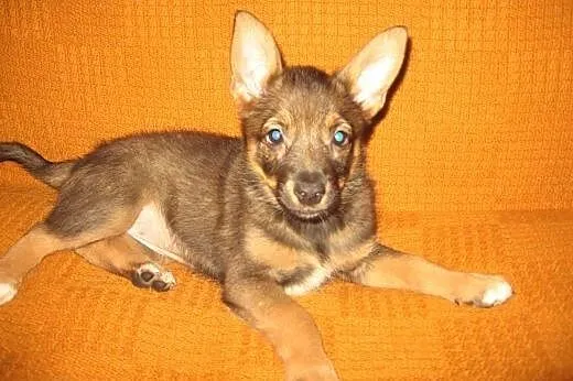 MYSZKA-malutka sunia,przyjacielska,adopcja!!,  świ