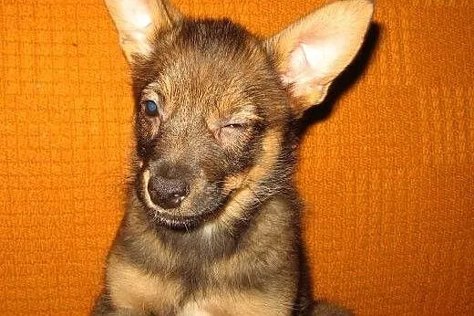 MYSZKA-malutka sunia,przyjacielska,adopcja!!,  świ