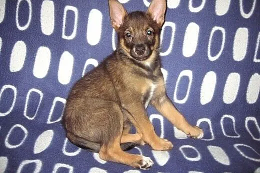 MYSZKA-malutka sunia,przyjacielska,adopcja!!,  świ