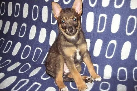 MYSZKA-malutka sunia,przyjacielska,adopcja!!,  świ
