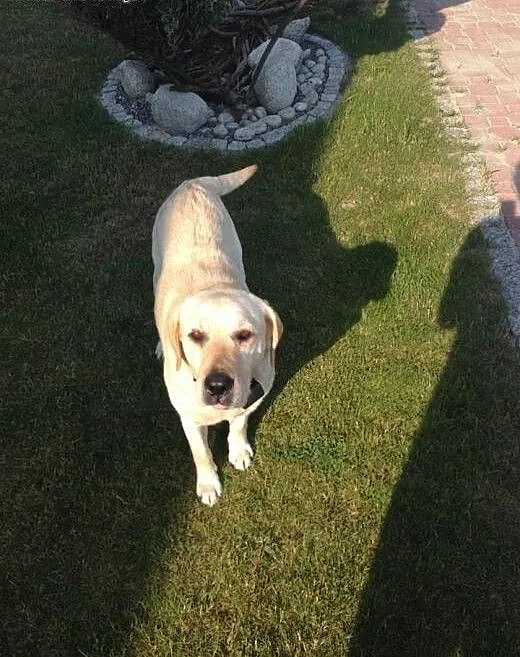 Labradorka do adopcji, podkarpackie Kolbuszowa