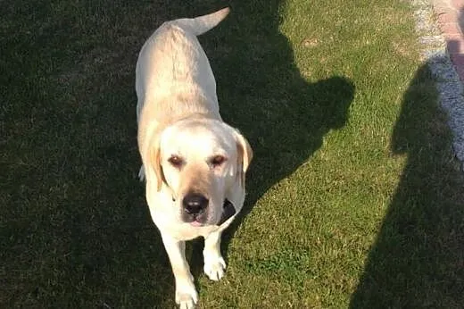Labradorka do adopcji,  podkarpackie Kolbuszowa