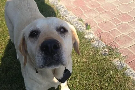 Labradorka do adopcji,  podkarpackie Kolbuszowa
