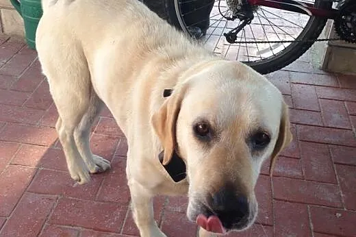 Labradorka do adopcji,  podkarpackie Kolbuszowa
