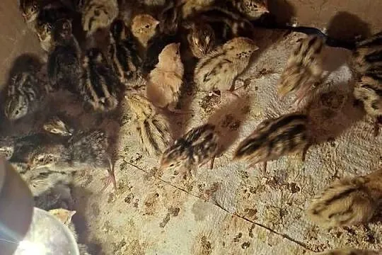Sprzedam przepiórki japońskie 3 zł sztuka, Pomorskie, Skarszewy