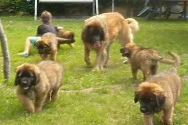 Leonberger puppies,  Pozostałe rasy cała Polska