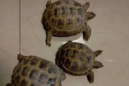 Żółw Stepowy Lądowy Testudo Horsfieldii Podrośnięty Ładny Młody, Podkarpackie, Rzeszów