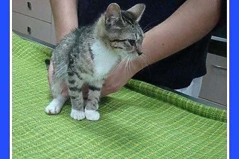 9 tygodniowe kociaki, kocurek i kociczki,biało szare_Adopcja