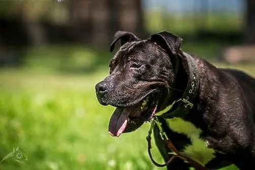 Wspaniały pies NEMO to esencja psiej miłości :),  