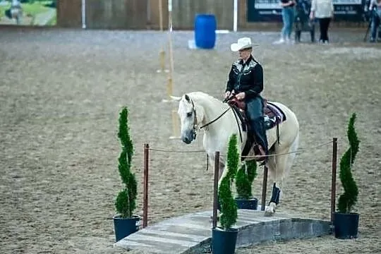 Kupię konia za symboliczną kwotę