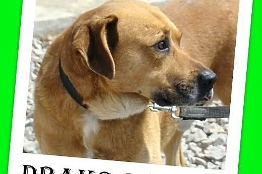 DRAKO-wielkości boksera,spokojny,przyjazny,łagodny pies.ADOPCJA,  małopolskie Kraków