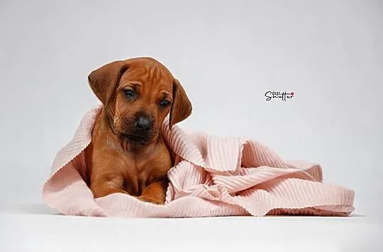 Rhodesian ridgeback-szczenię suczka , Gdańsk