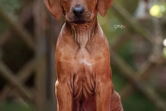 Rhodesian ridgeback-szczenię suczka , Gdańsk