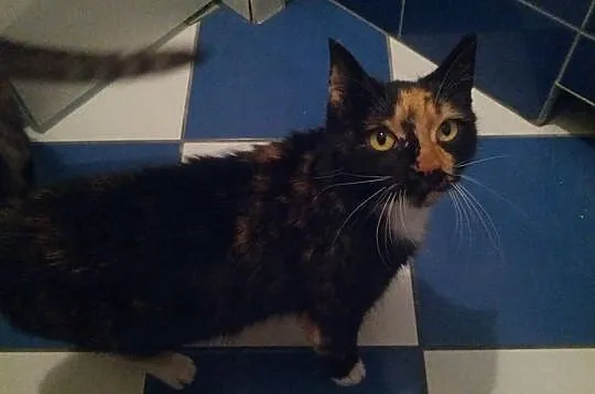 Plamka