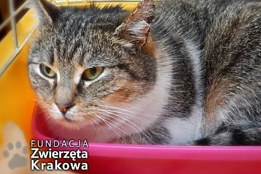 Bura koteczka Biedroneczka,  małopolskie Kraków