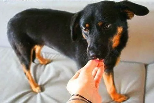 MELA - 1,5 roczna, 9 kg śliczna sunia do adopcji, 