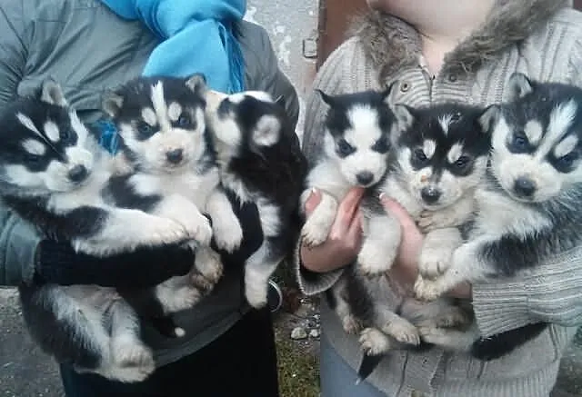Szczeniaki husky
