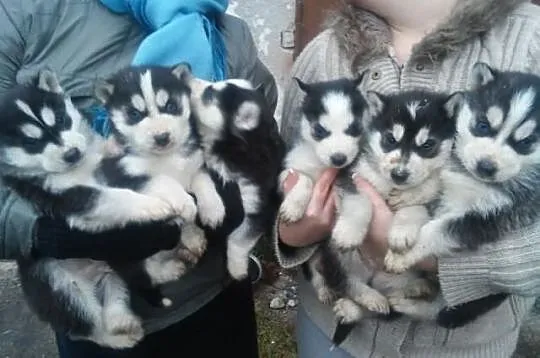 szczeniaki husky