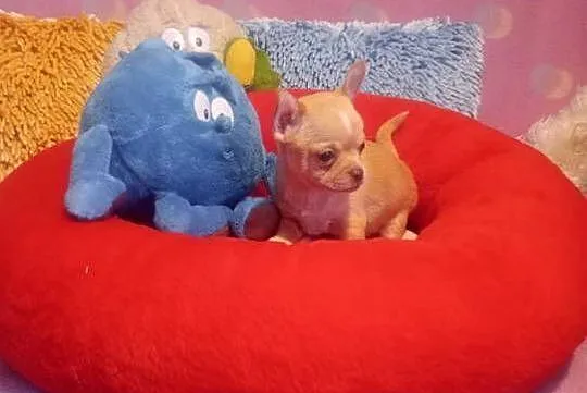 Chihuahua - mini piesek morelowy